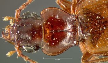 Media type: image;   Entomology 16291 Aspect: pronotum dorsal